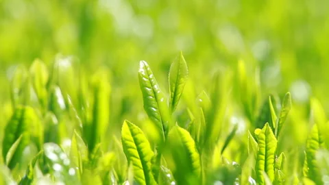 Japanese tea fields and tea leaves Stock Footage 100318124