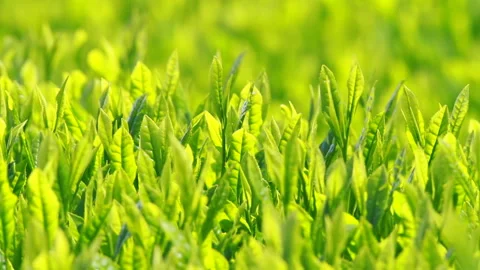 Japanese tea fields and tea leaves Stock Footage 100318131