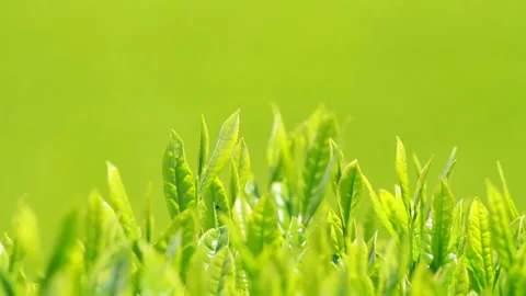 Japanese tea fields and tea leaves Stock Footage 100318229