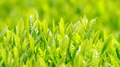 Japanese tea fields and tea leaves Stock Footage 100318238