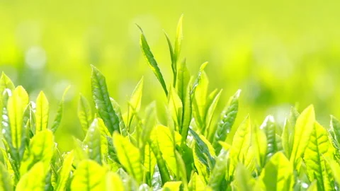 Japanese tea fields and tea leaves Stock Footage 100318246
