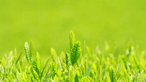 Japanese tea fields and tea leaves Stock Footage 100318248