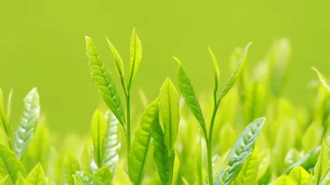 Japanese tea fields and tea leaves Stock Footage 100318249