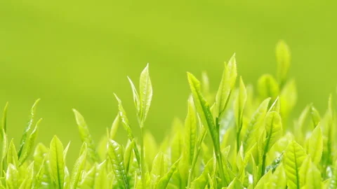 Japanese tea fields and tea leaves Stock Footage 100318370