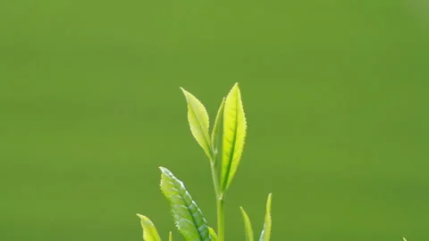 Japanese tea fields and tea leaves Stock Footage 100318371