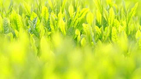 Japanese tea fields and tea leaves Stock Footage 100318385