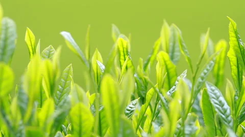 Japanese tea fields and tea leaves Vidéo 100318388
