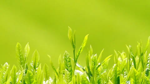 Japanese tea fields and tea leaves Stock Footage 100318418
