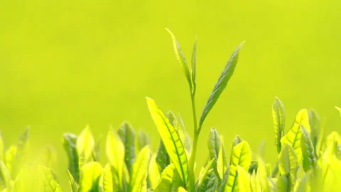 Japanese tea fields and tea leaves Stock Footage 100318551