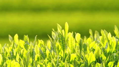 Japanese tea fields and tea leaves Stock Footage 100318589