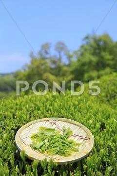 Japanese tea Stock Photos