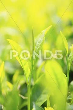 Japanese tea Stock Photos