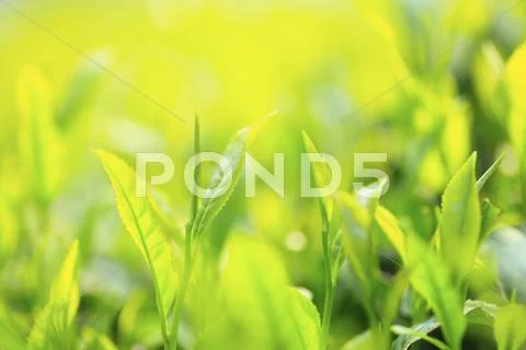 Japanese tea Stock Photos