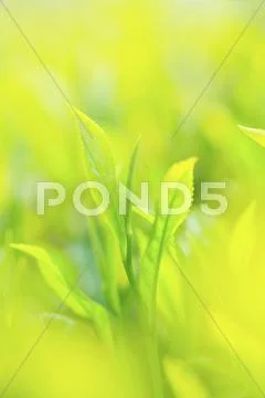 Japanese tea Stock Photos