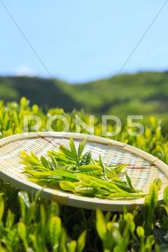 Japanese tea Stock Photos