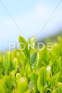Japanese tea Stock Photos