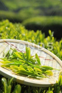 Japanese tea Stock Photos