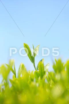 Japanese tea Stock Photos