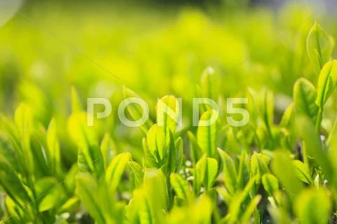 Japanese tea Stock Photos