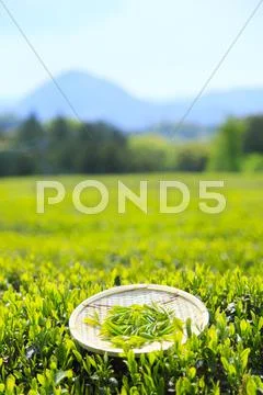 Japanese tea Stock Photos