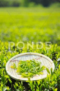 Japanese tea Stock Photos
