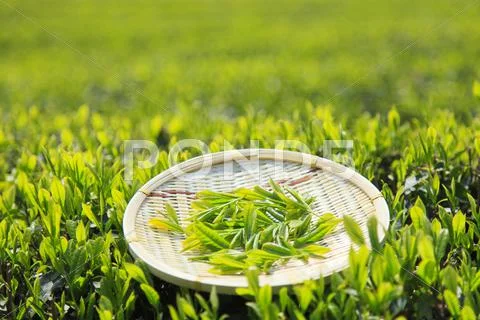 Japanese tea Stock Photos