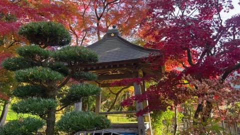 Japanese temple flanked by stunning fall colors in autumn 動画素材 332714029