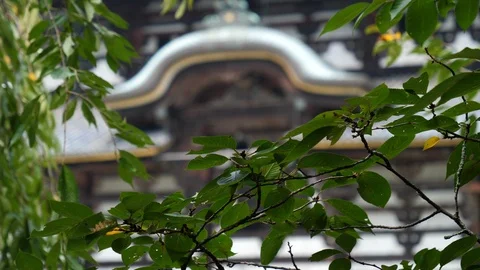 Japanese Temple Stock Footage 120318672