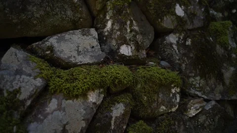 Japanese temple surrounded by forest and moss, peaceful nature scene in Japan Stock Footage 331491490