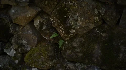 Japanese temple surrounded by forest and moss, peaceful nature scene in Japan Stock Footage 331491519
