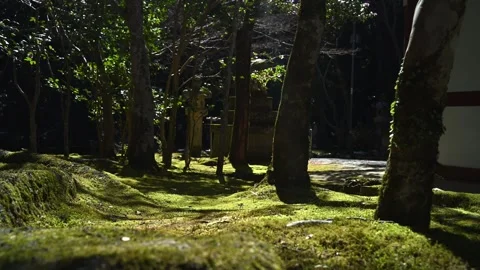 Japanese temple surrounded by forest and moss, peaceful nature scene in Japan Stock Footage 331491525