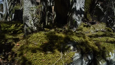 Japanese temple surrounded by forest and moss, peaceful nature scene in Japan Stock Footage 331491555