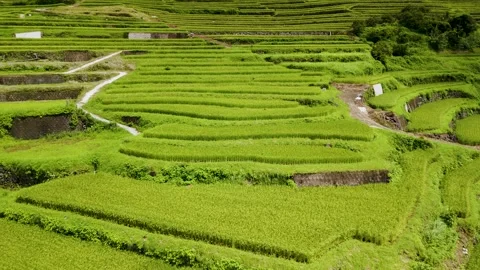 Japanese Terraced Rice Fields and Countryside Landscape Stock Footage 335575673
