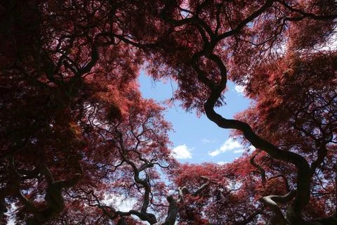 Japanese Thread Maple Tree with deep, red leaves and an opening to the sky Stock Photos
