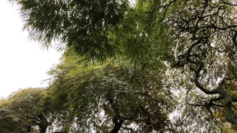 Japanese Thread Maple Tree in New England, USA, 4K Video stock 221104435