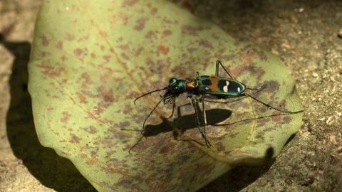 Japanese tiger beetle resting on a leaf Stock Footage 137618541