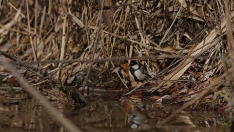 A Japanese Tit Drinking and Bathing. Stock Footage 230056557