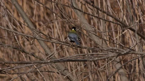 A Japanese Tit Perching and Preening. Stock Footage 230056576