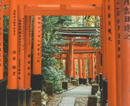 Japanese torii gates in the forest Stock Photos