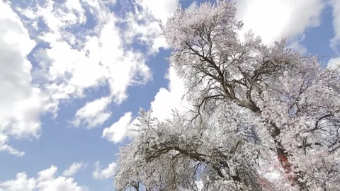 Japanese Tree Video stock 93781890