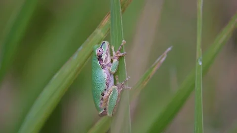 Japanese Tree Frog Stock Footage 105330995