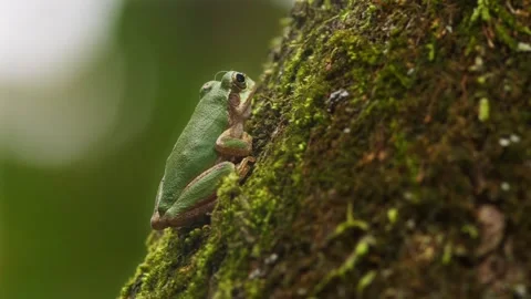 Japanese Tree Frog Resting on Tree. Stock Footage 252747614