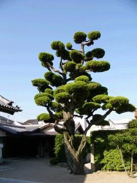 Japanese tree Stock-Fotos