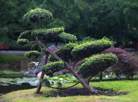 Japanese tree Stock Photos