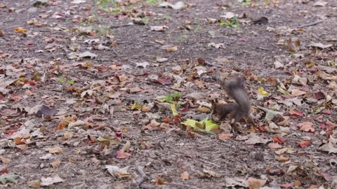 Japanese Tree Squirrel, Sciurus Lis, Gathering Nuts for Winter in Sapporo Stock Footage 336949259