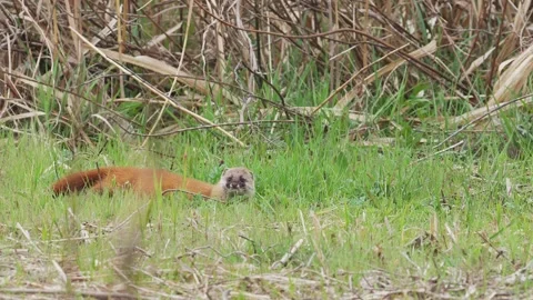 Japanese weasel rubbing itself on the ground Stock Footage 336545063