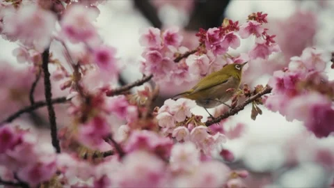 Japanese White-Eye Foraging Among Deep Pink Cherry Blossoms, Itokawa River Video stock 345006830