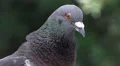 Japanese Wood Pigeon Close Up On Face 4k or 4k+ Resolution