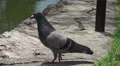 Japanese Wood Pigeon On Rocks By Water 4k or 4k+ Resolution
