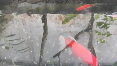 Japanesse Koi fish on the pool Stock Footage 220788556